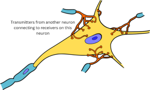 Neurons are at the heart of the nervous system. Millions of them interconnect to make up the nervous system. They contain message transmitters and message receptors. We make decisions by millions of networked neurons.